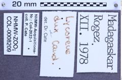 Etiketten zu Lycoreus dux (Candèze, 1857) (NHMW-ZOO-COL-0008209)
